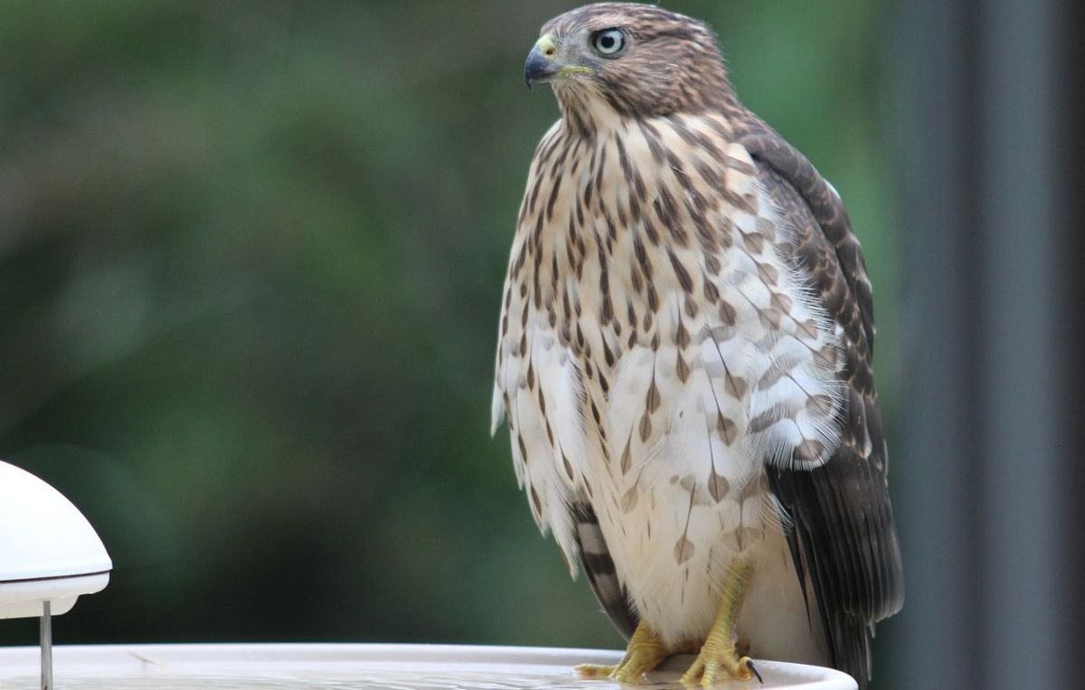 Un jeune homme condamné pour avoir donné de l’alcool à un rapace protégé