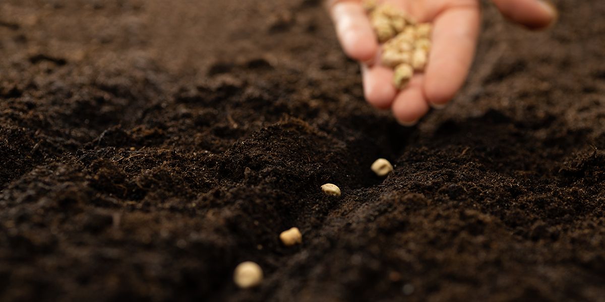 Le semis en ligne : une technique efficace pour des cultures réussies