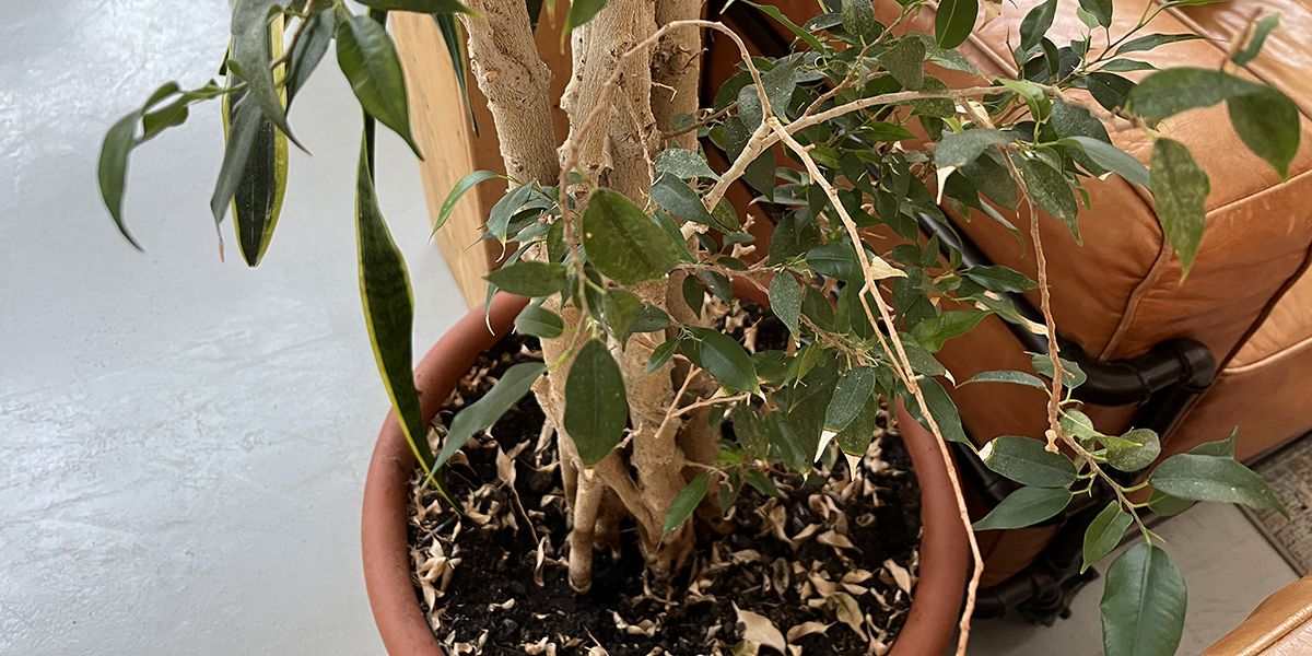 Pourquoi mon ficus perd-il ses feuilles ? Découvrez les solutions