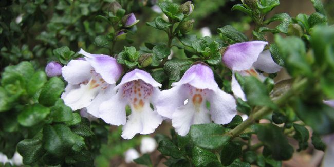 La menthe australienne : un arbuste aromatique captivant