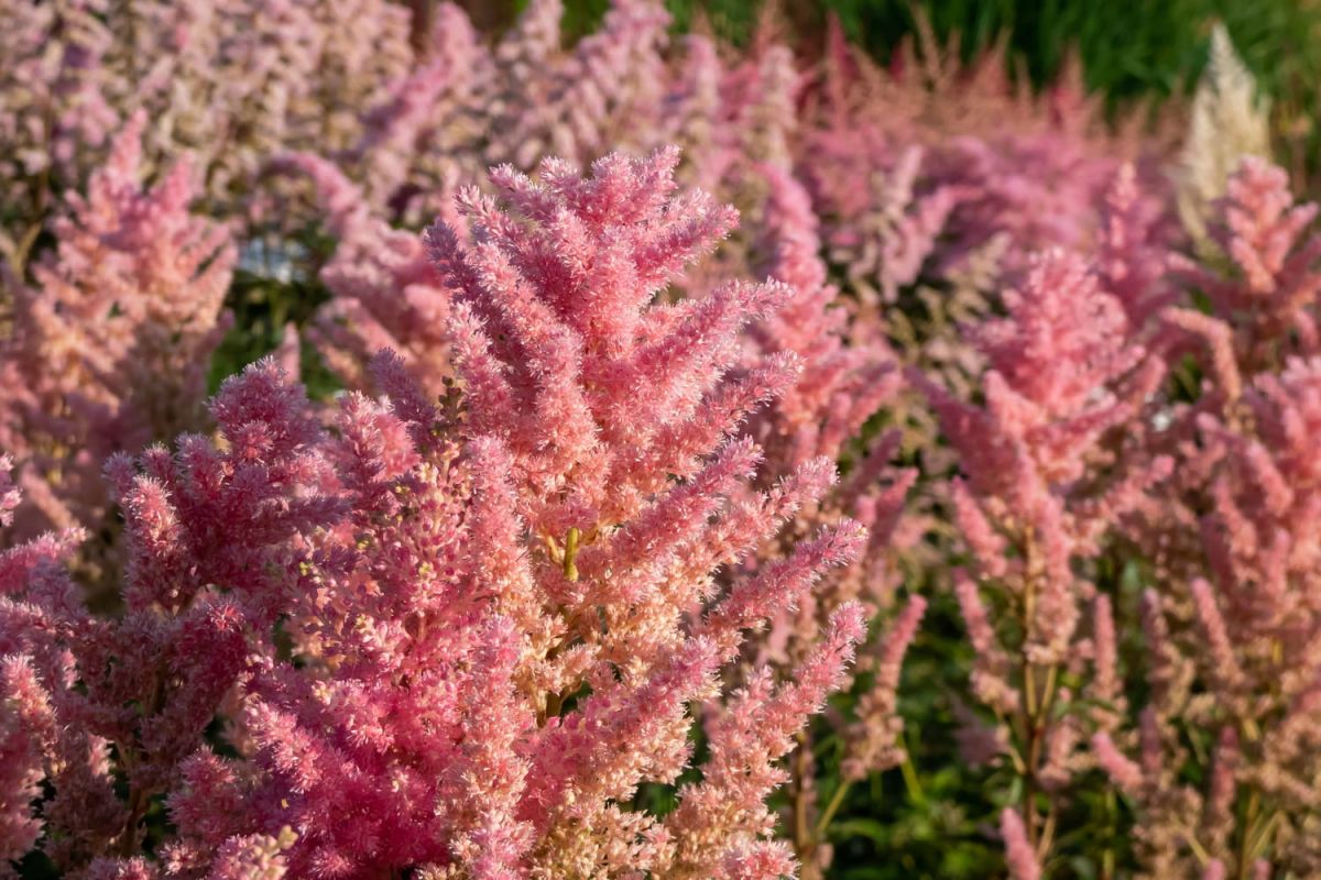 Découvrez cette plante au feuillage exceptionnel pour un jardin élégant jusqu'à l'hiver