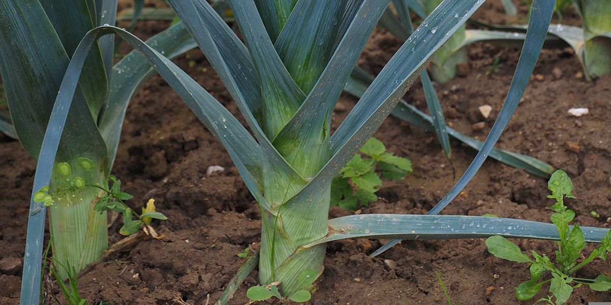Le poireau : un légume aux vertus diurétiques et riche en fibres