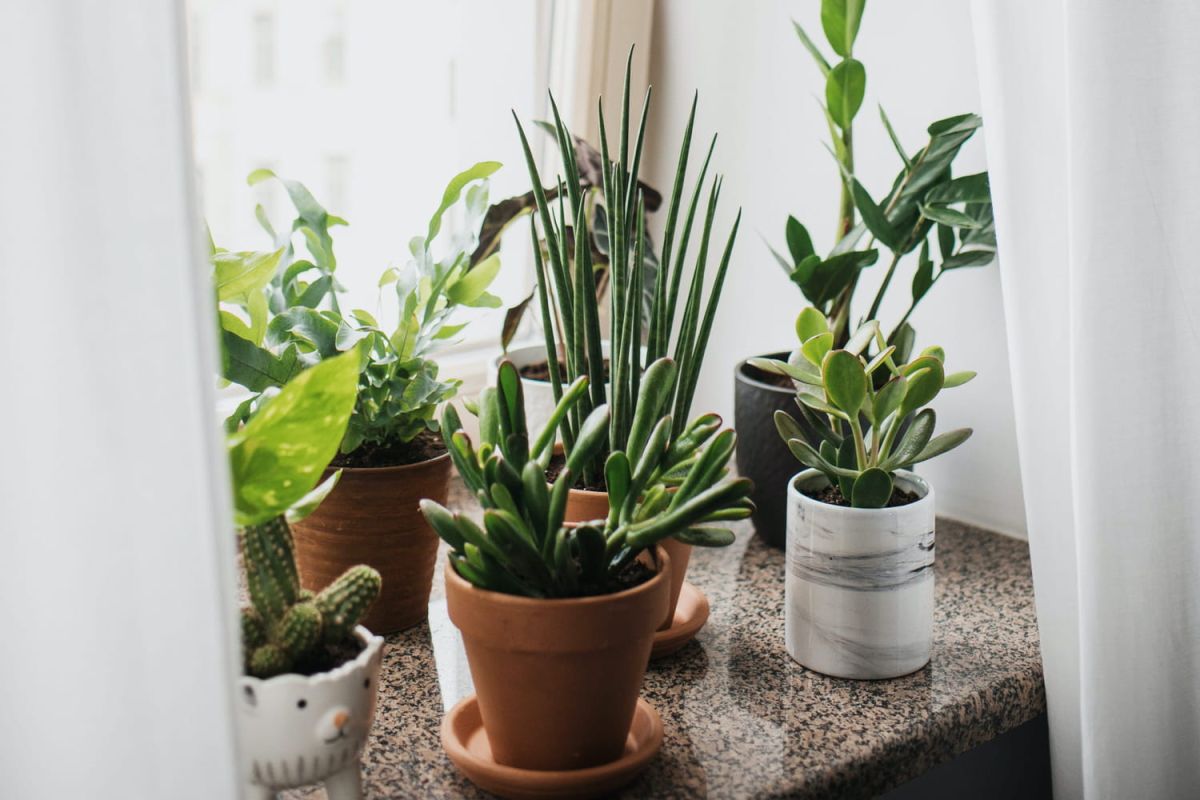 Découvrez les 10 succulentes incontournables pour votre intérieur