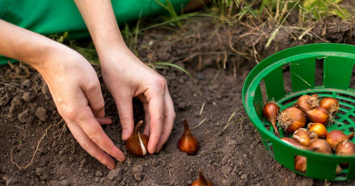 Plantez vos bulbes cet automne pour un printemps éclatant