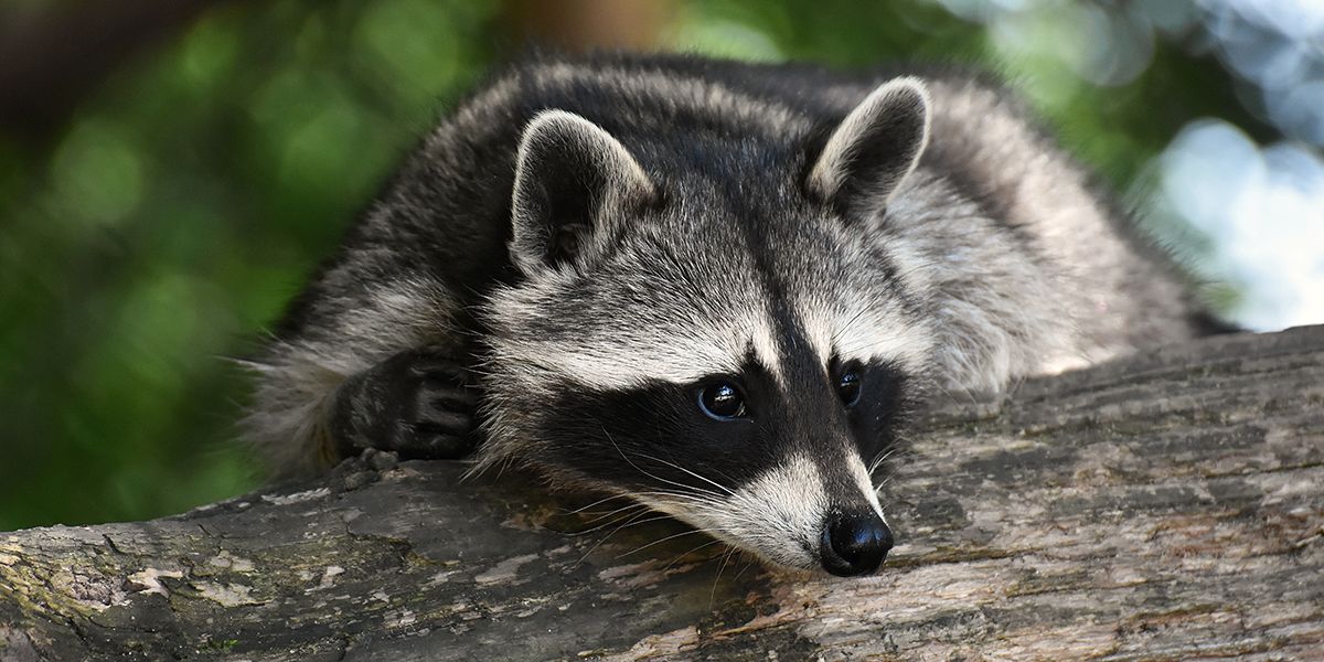 Protégez votre jardin des ratons laveurs : stratégies efficaces contre cette espèce invasive