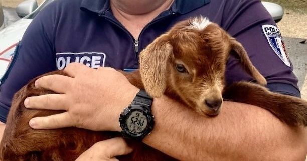 La tendre aventure de Bambi, le chevreau sauvé par la police de Mornas