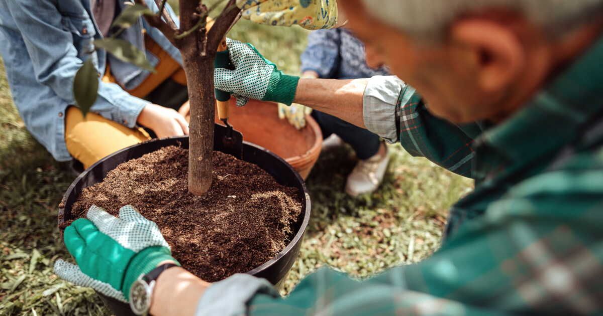 La saison idéale pour planter un arbre : astuces et conseils