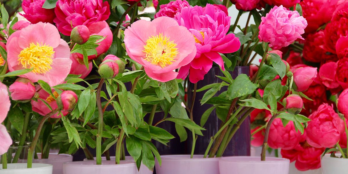 Adoptez la pivoine en pot : conseils et astuces pour la cultiver