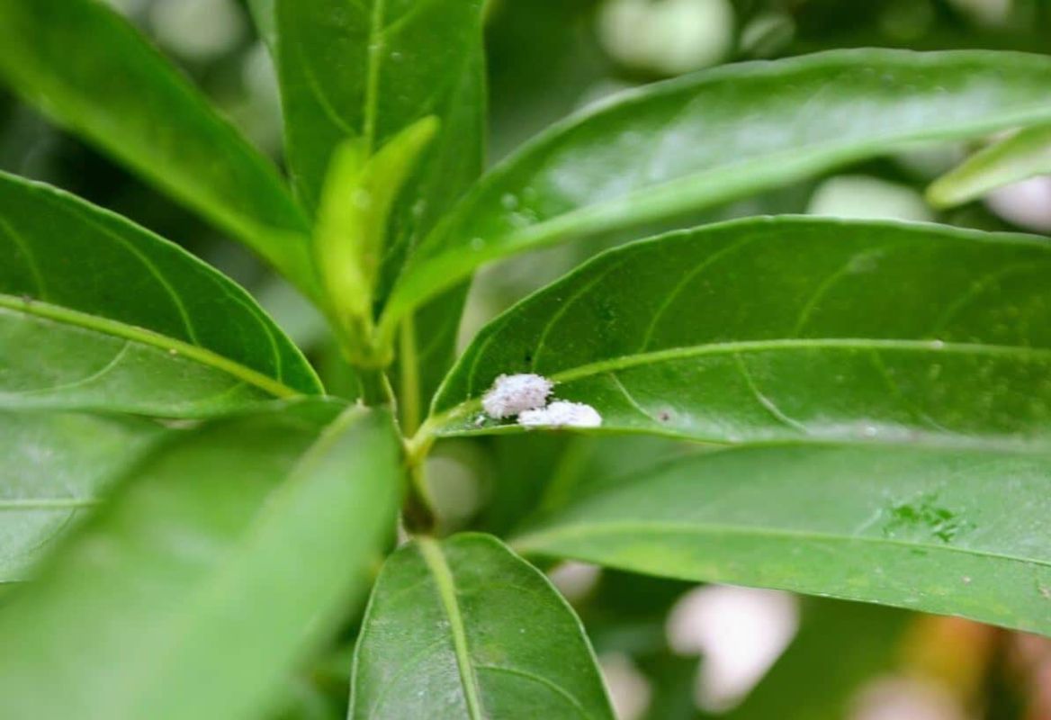 Lutter contre la cochenille du citronnier : guide complet pour jardiniers