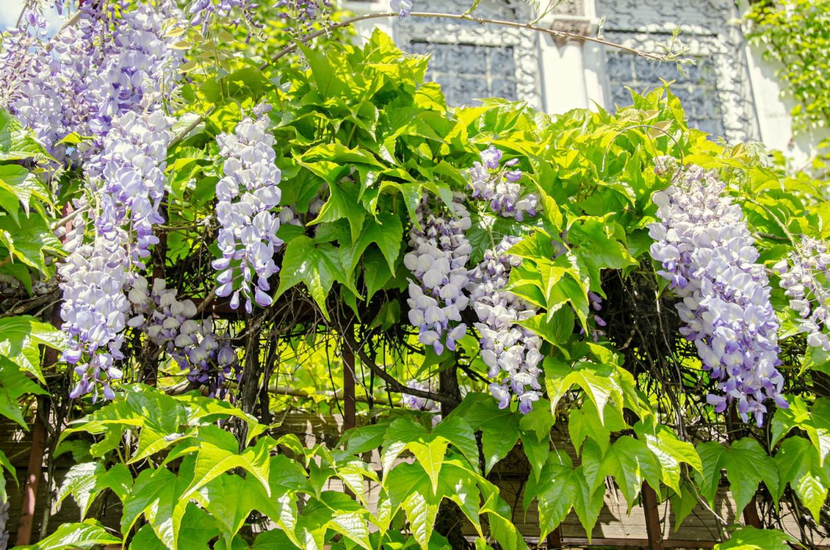 Réussir la multiplication de votre glycine : conseils et techniques