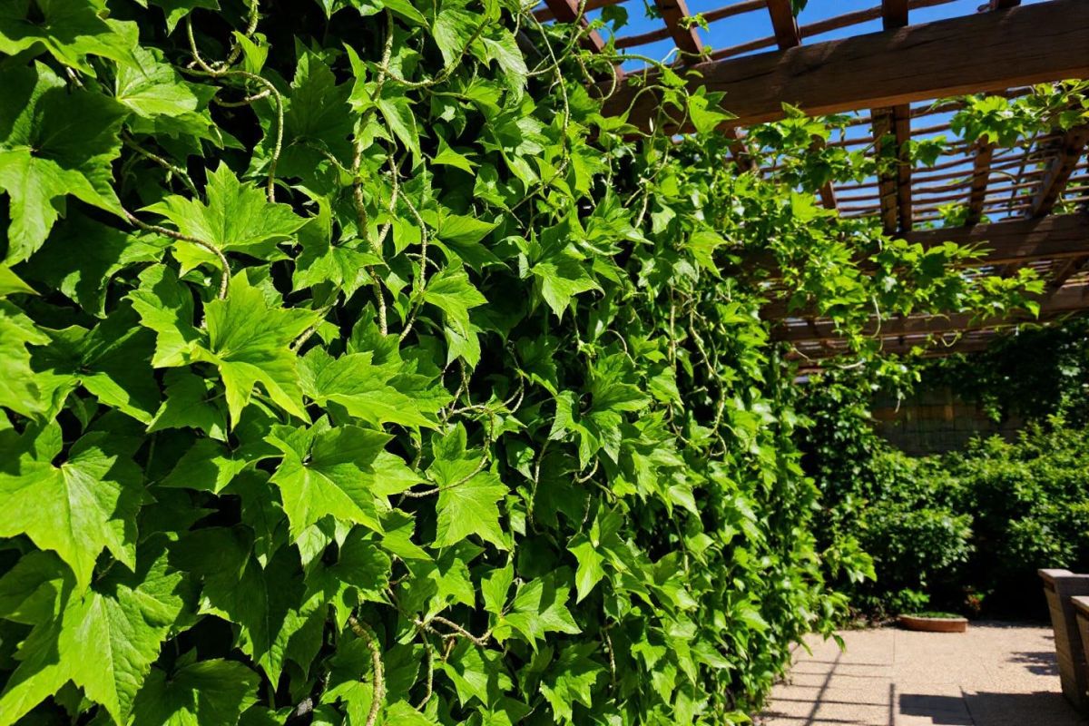 Adoptez des plantes robustes pour un jardin résilient cet été