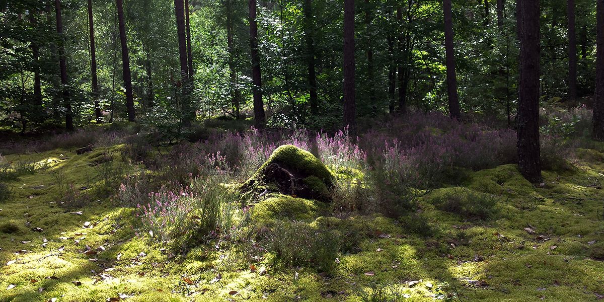 Secrets de la terre de bruyère : guide d'utilisation au jardin