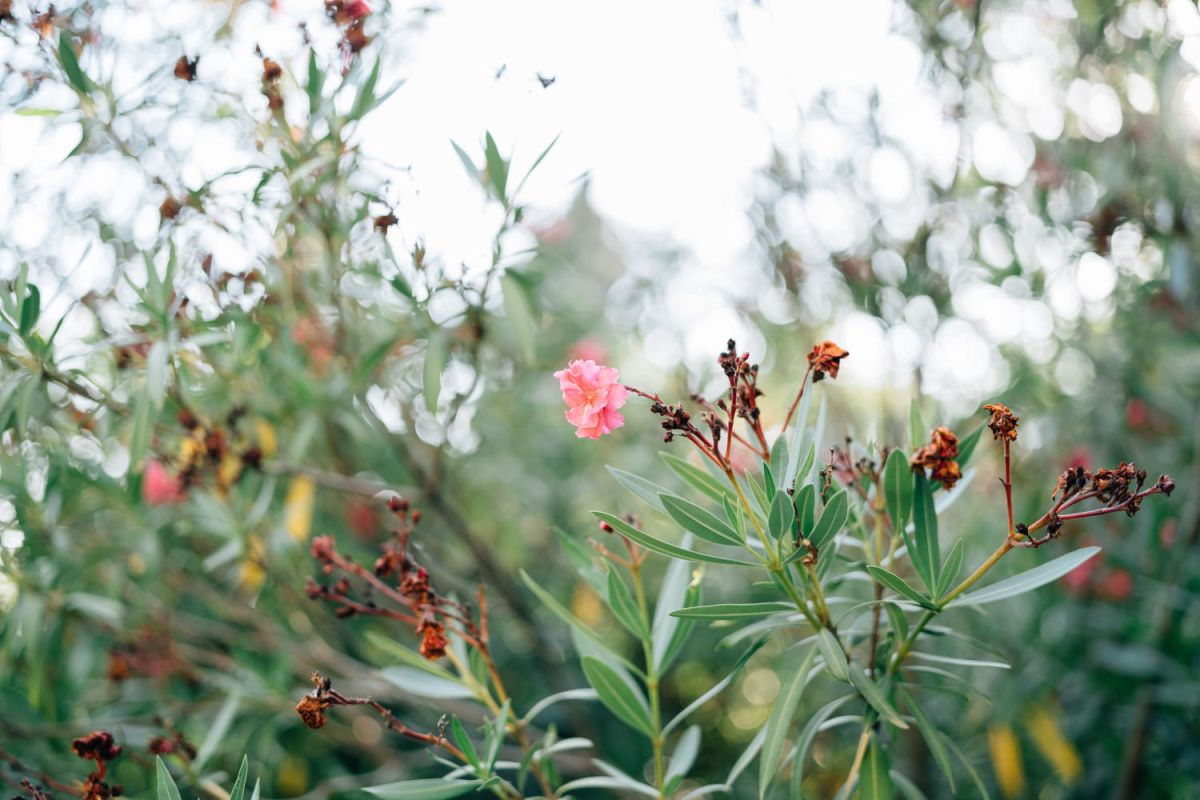 Comment protéger votre laurier-rose en hiver pour une floraison éclatante