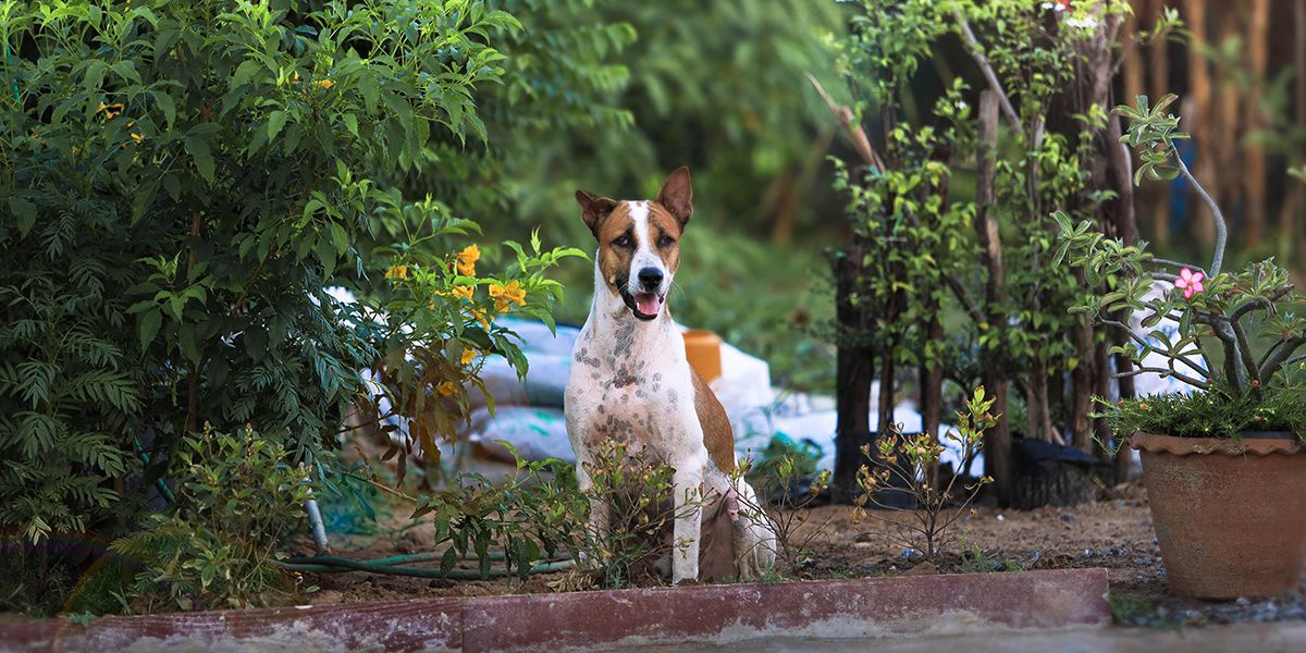 Quand les aboiements du voisin deviennent insupportables : que faire ?