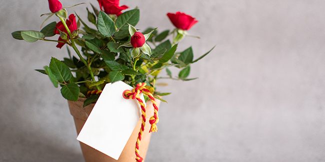 Rosier nain en pot : ce qu'il faut savoir avant de le planter au jardin