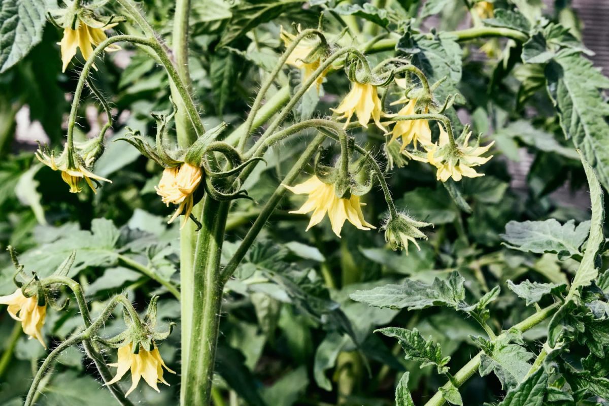 Tomates en danger : comment lutter contre la fleur tête de chat cette année