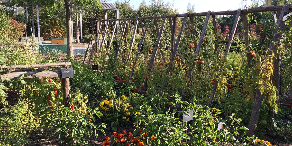 Fabriquez vos tuteurs de jardin : conseils et astuces indispensables