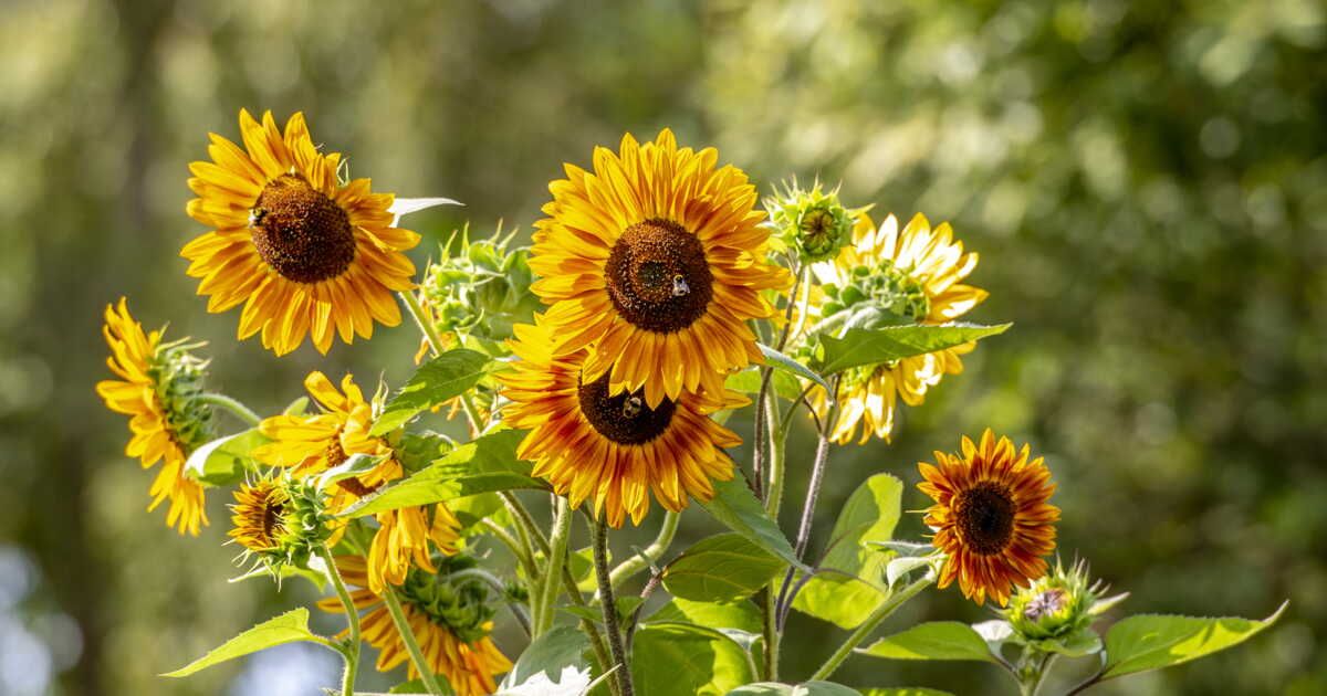 Cultiver des tournesols : le guide essentiel pour votre jardin