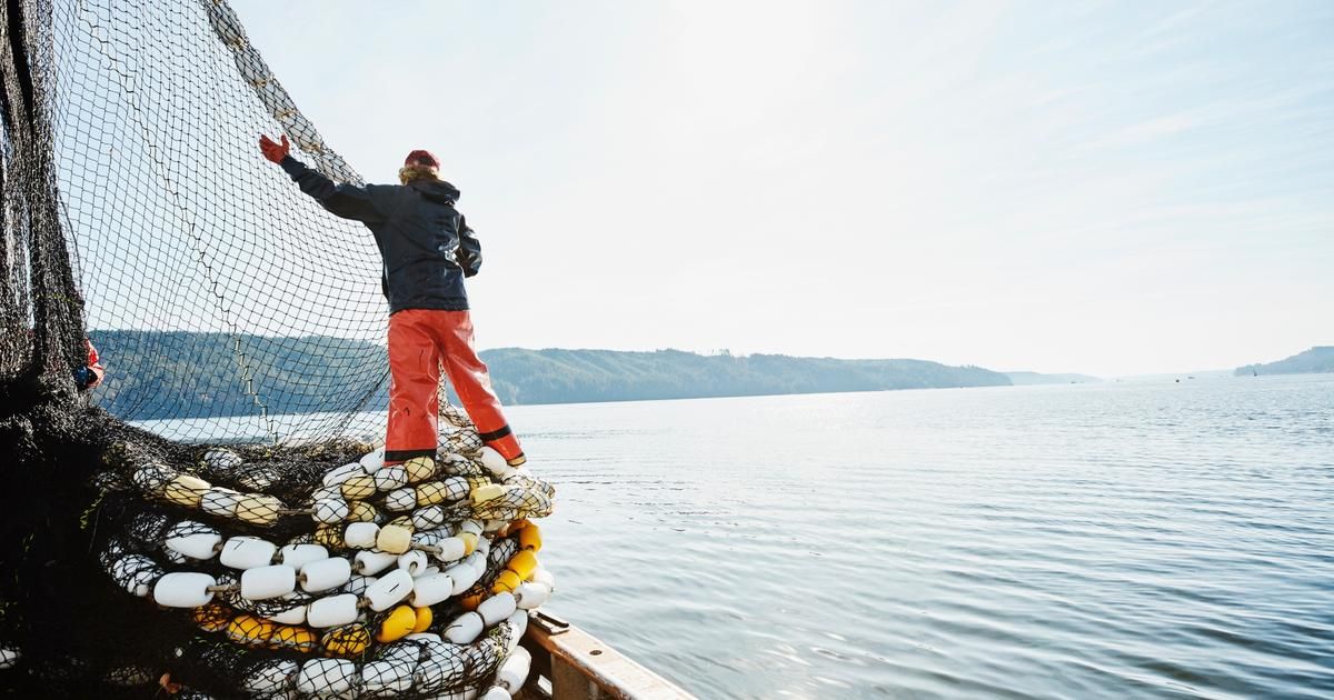 Manger du poisson : entre passion et responsabilité