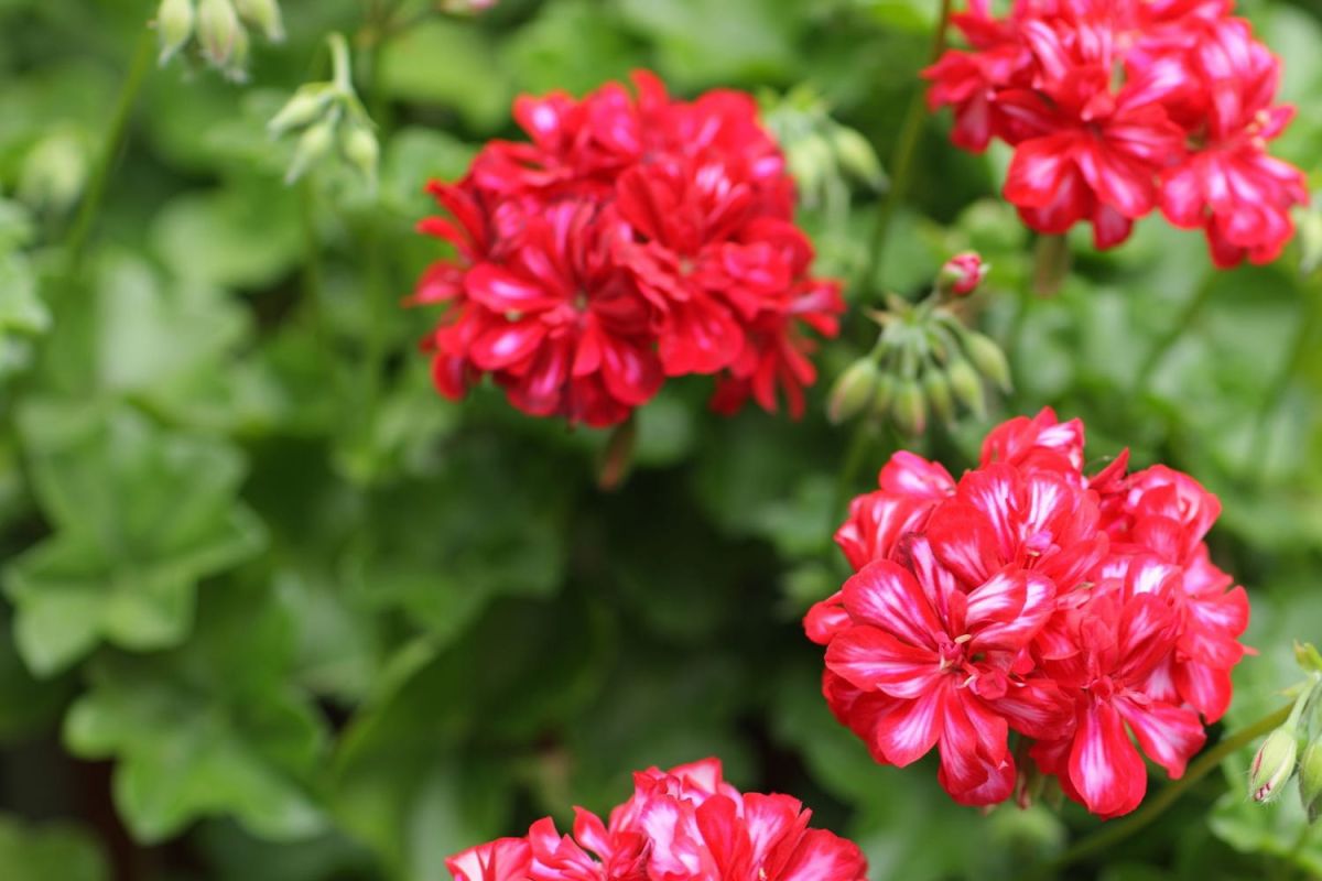 Géranium (Pélargonium) : où le placer et comment l'hiverner ?