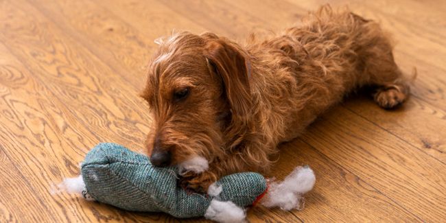 Se débarrasser des puces de parquet : astuces infaillibles