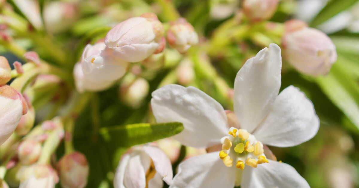 Les secrets pour cultiver un oranger du Mexique avec succès