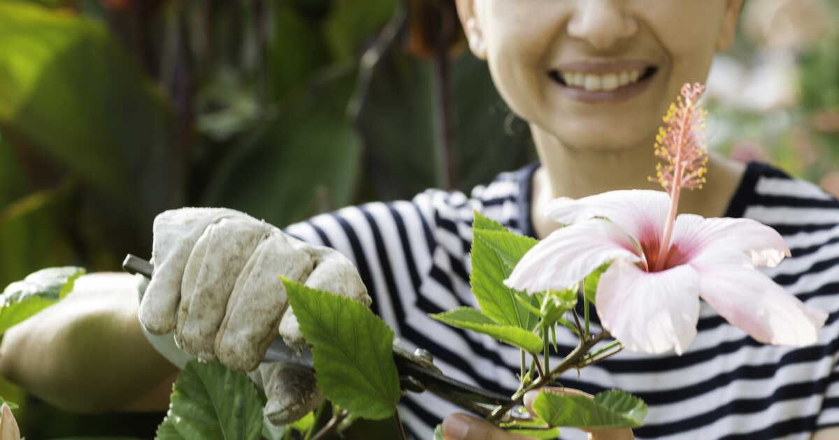 Hiverner un hibiscus : le guide essentiel