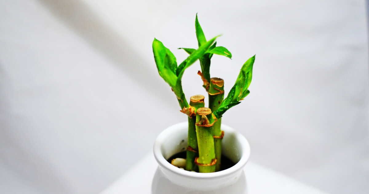 Comment planter et entretenir un joli "lucky bambou" ?