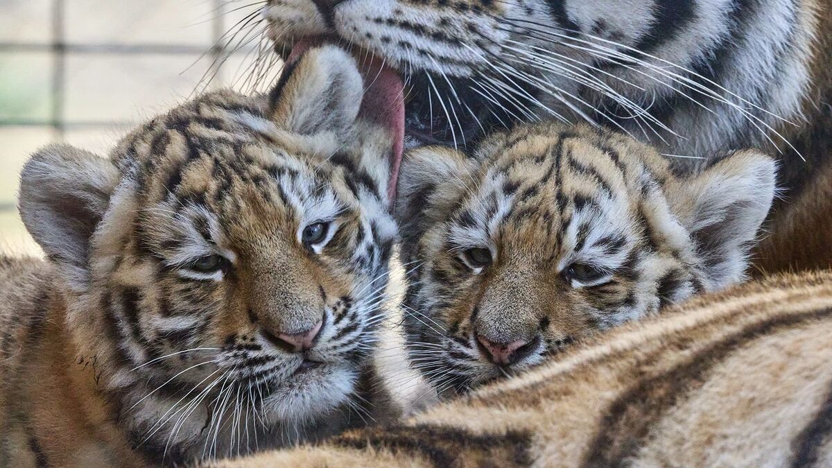 Votez pour les prénoms des tigreaux au zoo de La Palmyre