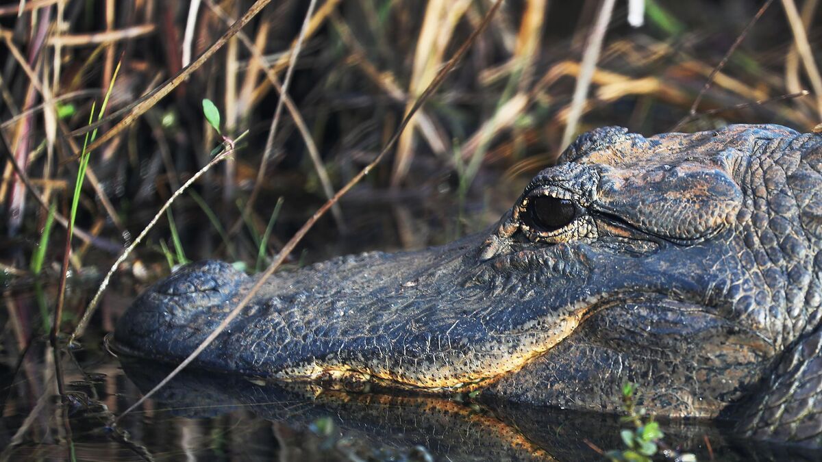 Tirs en direct : un streameur traîné devant la justice après l'exécution d'un alligator