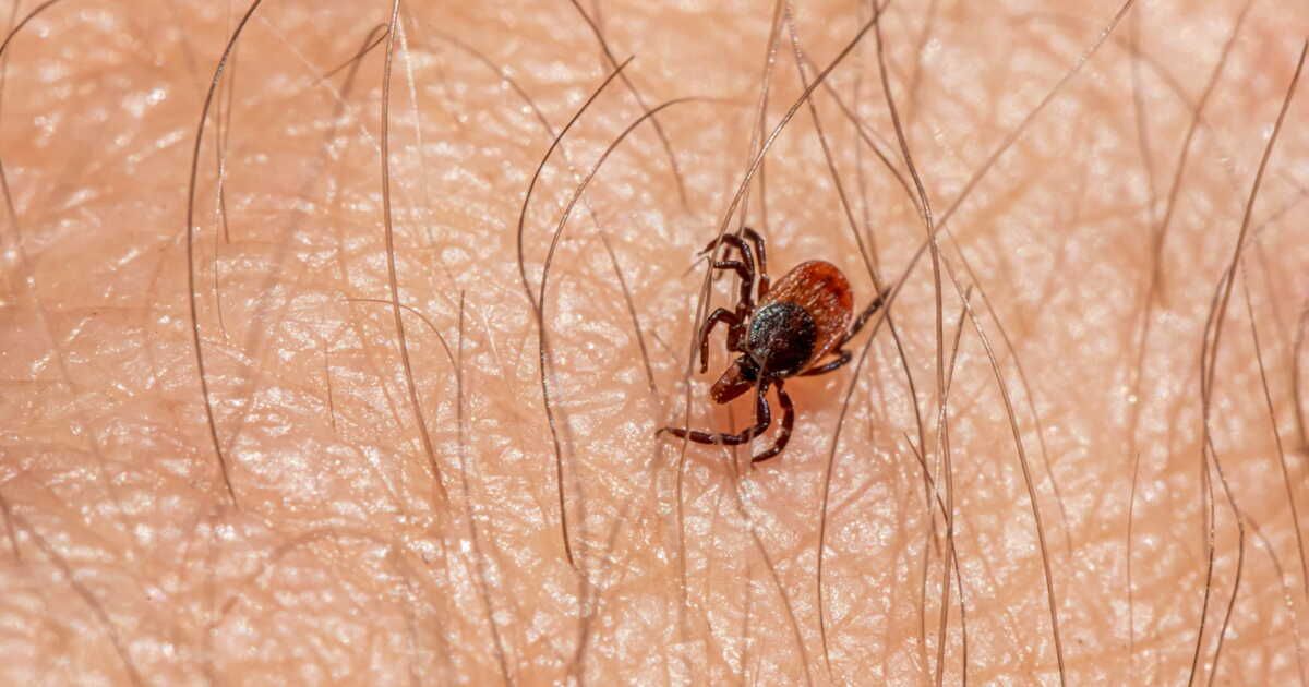 L’astuce de Souad Romero pour des oreillers impeccables