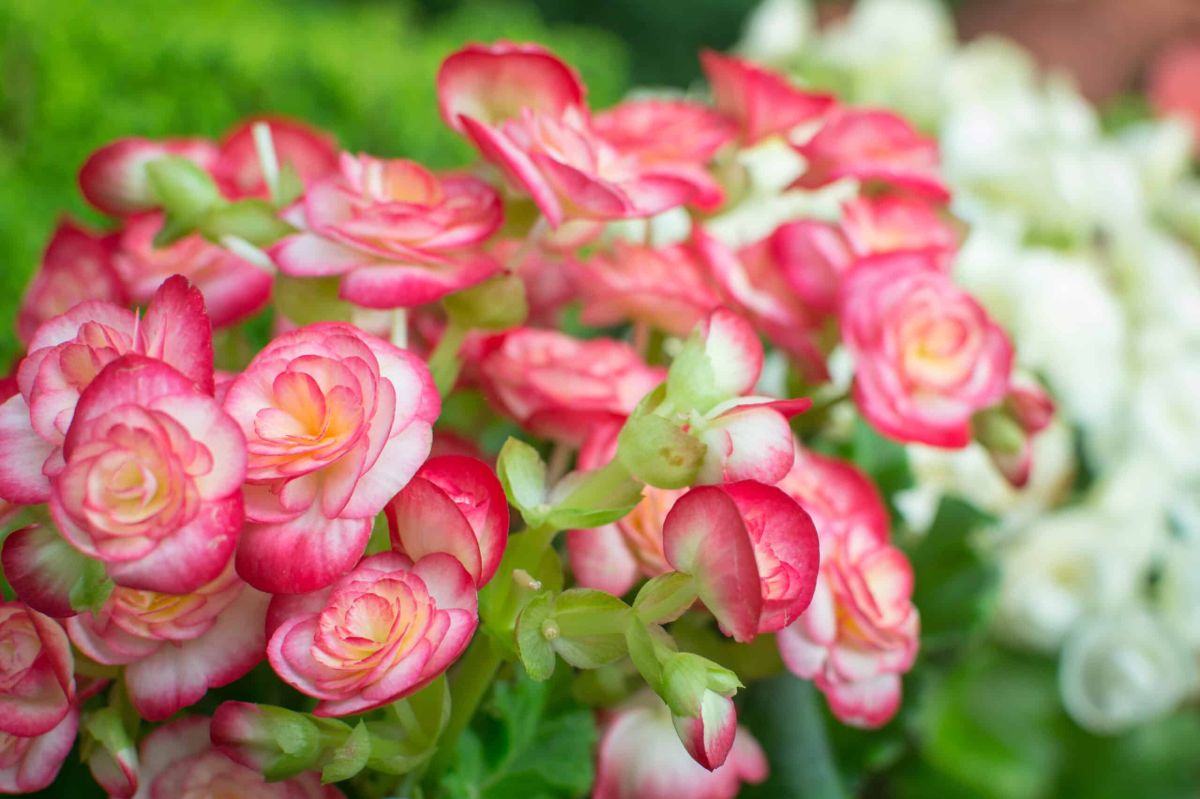 Le guide ultime pour bouturer vos bégonias cet été