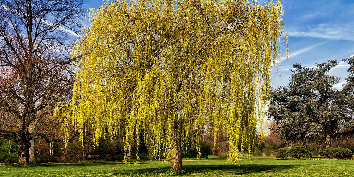Dix arbres à croissance rapide pour embellir votre jardin