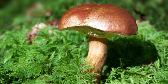 À la découverte des bolets : conseils pour les cueillir et les cuisiner