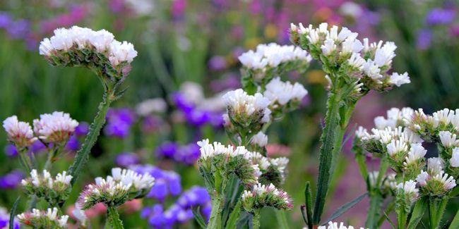 Le statice sinueux, la plume des bouquets secs