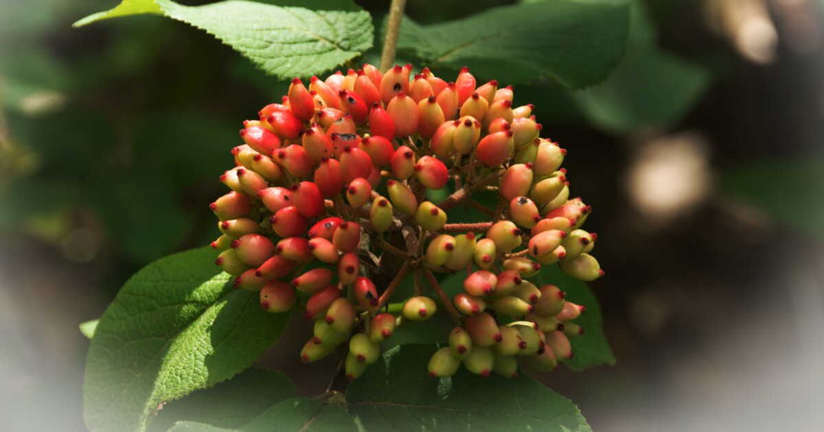 Réveillez votre jardin avec ces 5 fleurs d'hiver