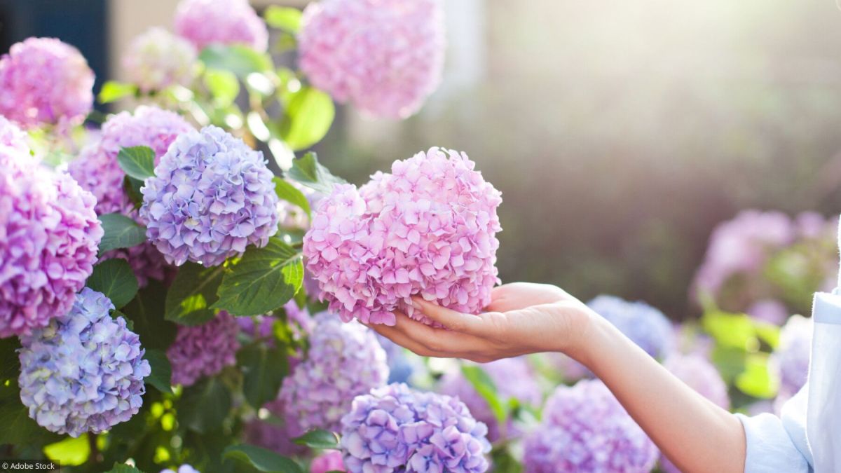 Les secrets pour cultiver de magnifiques hortensias
