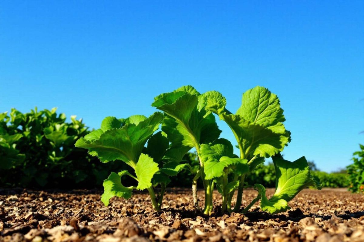 Redécouvrez le potager : trois légumes-feuilles à semer en été pour des récoltes étonnantes