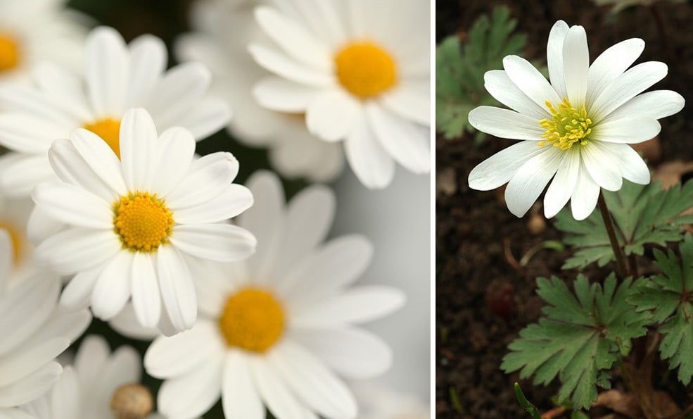 La liste des 30 plus belles fleurs blanches au jardin