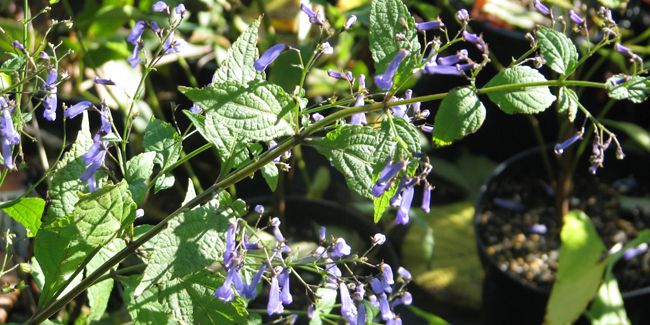 Isodon, la star des jardins d'automne