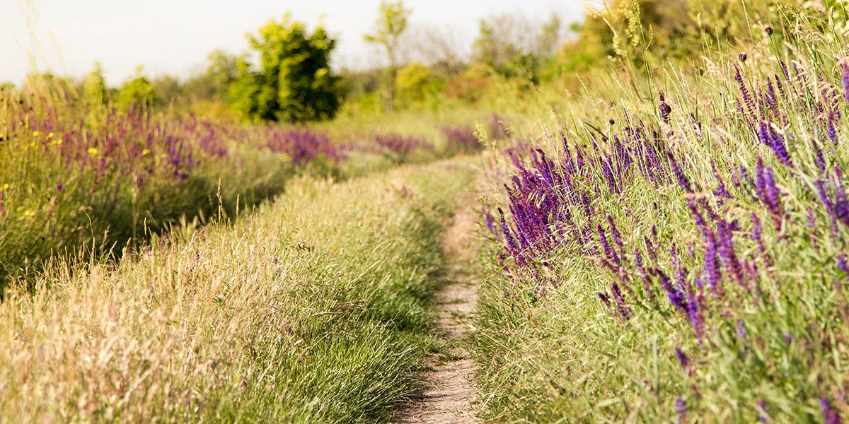 Jardinage durable : comment faire face à la sécheresse croissante ?