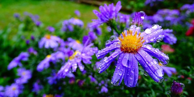 Découvrez le charme nostalgique du brachycome à feuilles d’Ibéris