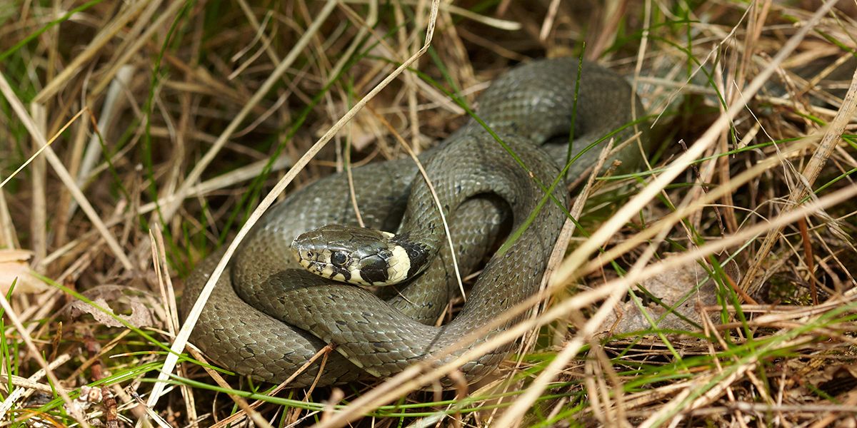 La couleuvre au jardin : utilité méconnue et conseils pour cohabiter