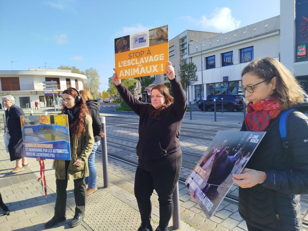 « Sans spectateurs, pas de spectacle » : à Mérignac, une association animaliste appelle au boycott du cirque Zavatta