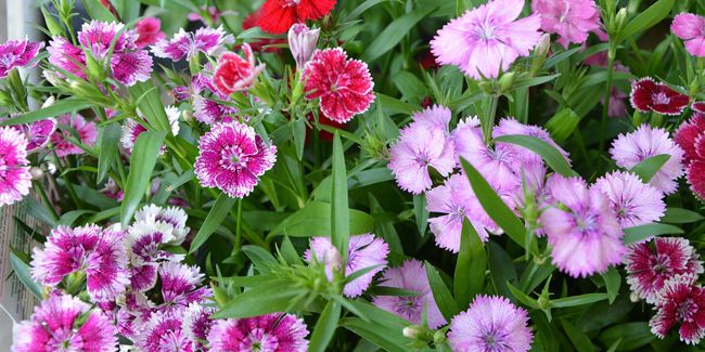 Œillet : un jardin de couleurs tout au long de l'été