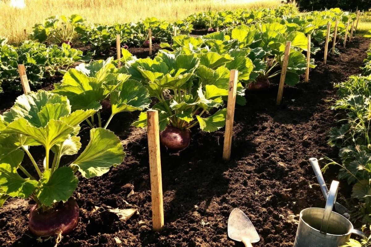 Le rutabaga : un légume oublié à semer cet été pour une récolte d'automne réussie