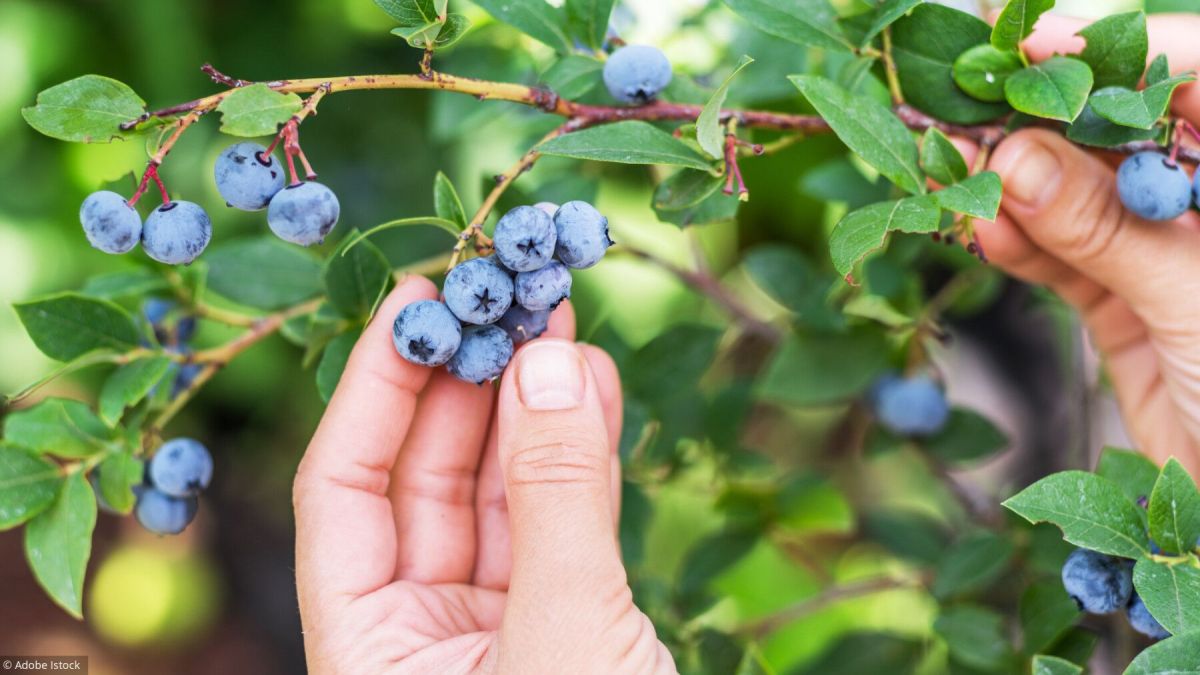 Prudence avec les plantes : les dangers de la cueillette sauvage