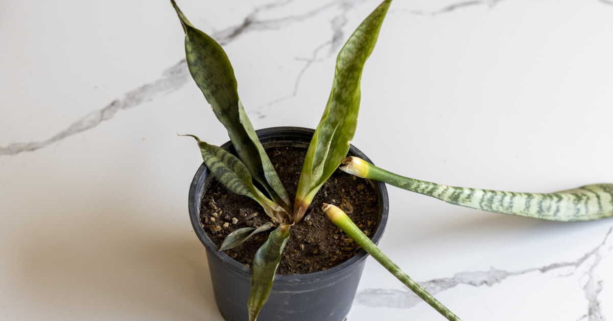 Comment sauver vos plantes trop arrosées : le guide essentiel