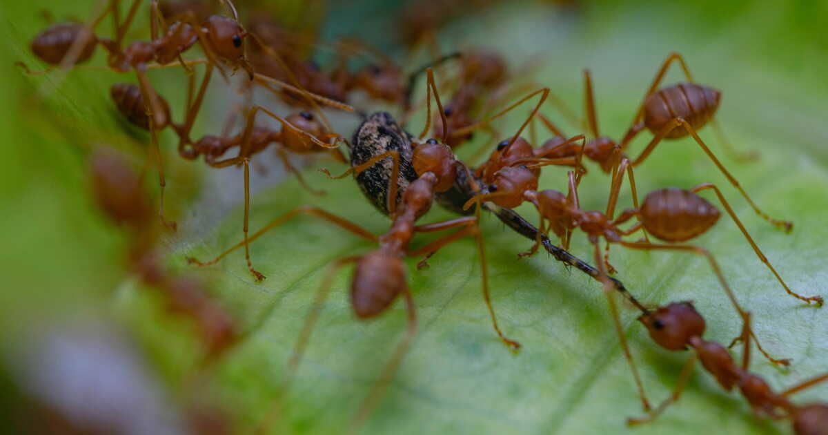 Comment éliminer les araignées rouges sur votre terrasse