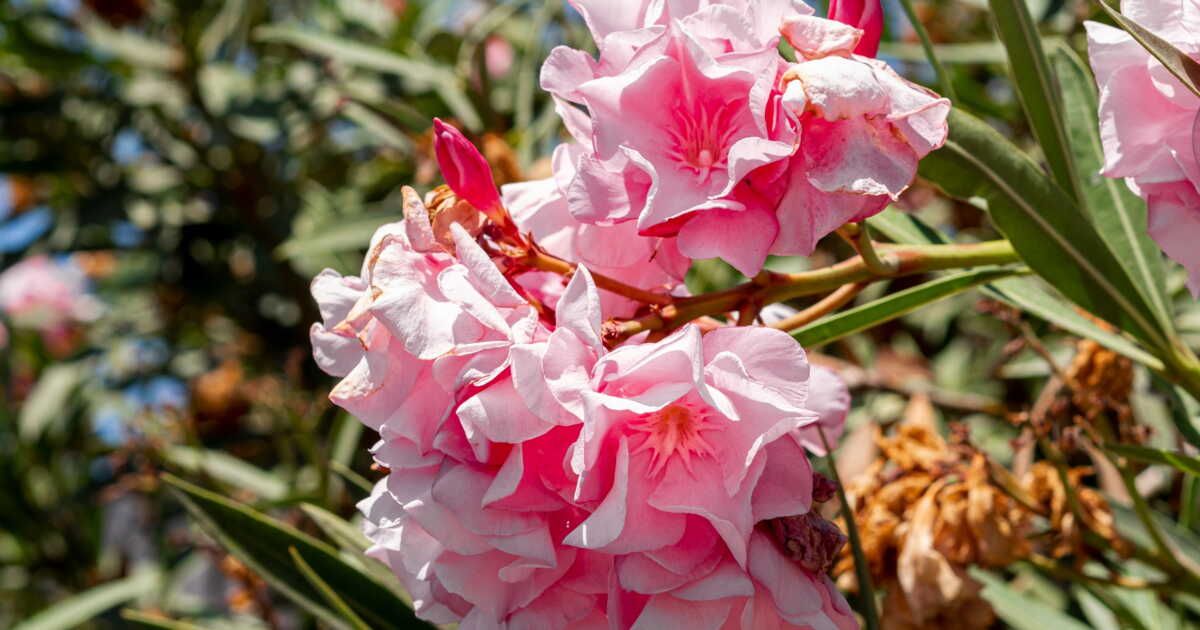 Quelle est la différence entre le laurier et le laurier-rose ?